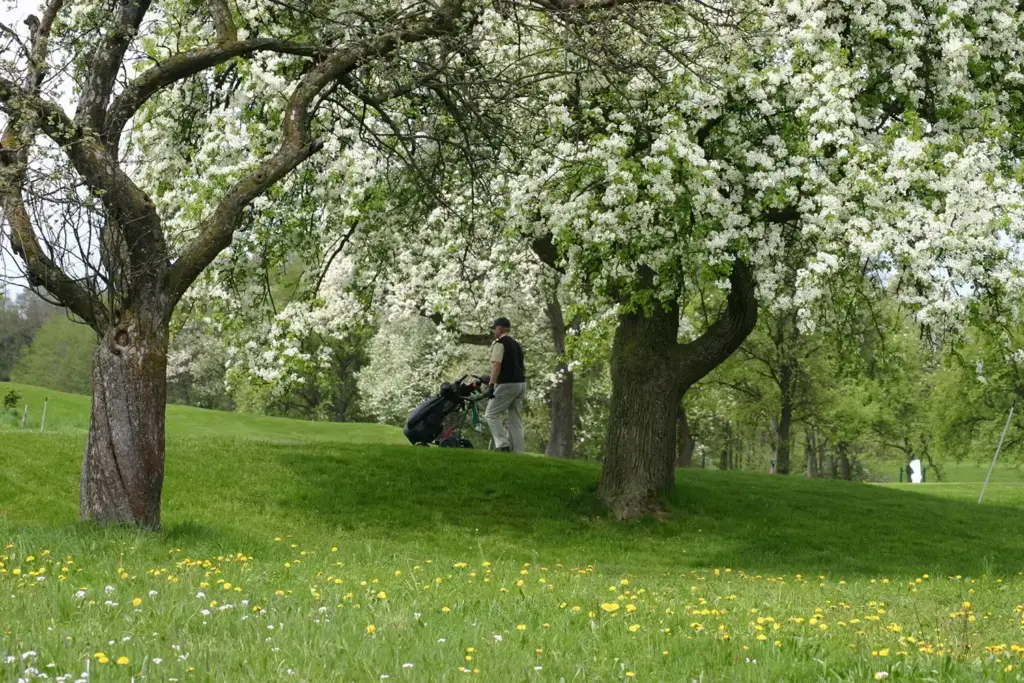 Golfer geht mit Trolley unter Obstbäumen Richtung Loch 2