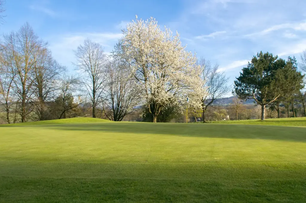 Grün des Loch 12 mit großem blühenden Mostbaum im Hintergrund